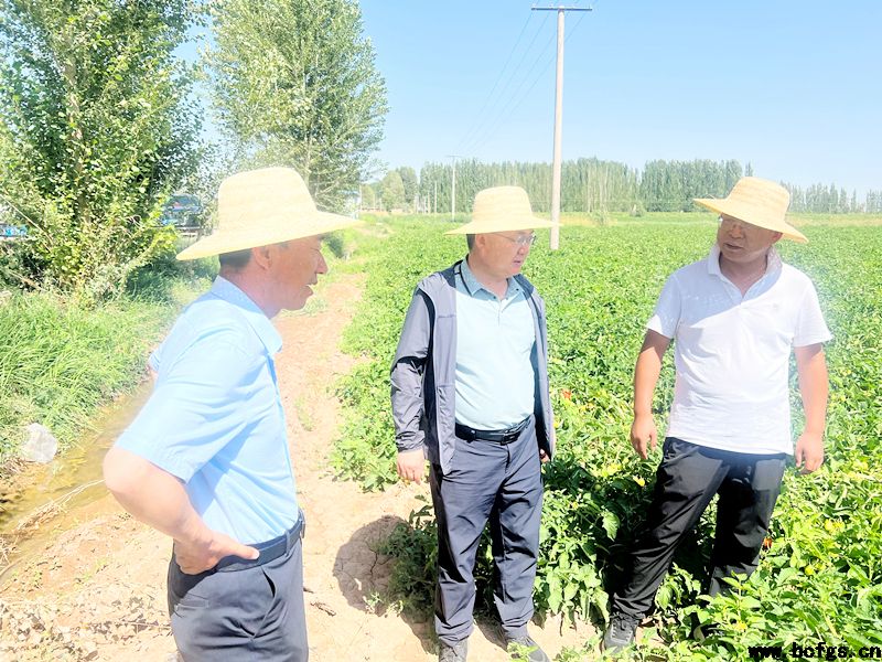 領(lǐng)導(dǎo)班子下沉種植基地查看原料種植情況